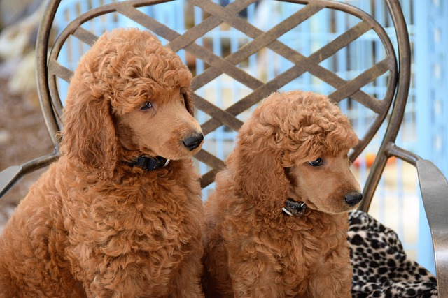 Poodle Breed Types and Finding Poodle Puppies for Sale in Hyderabad