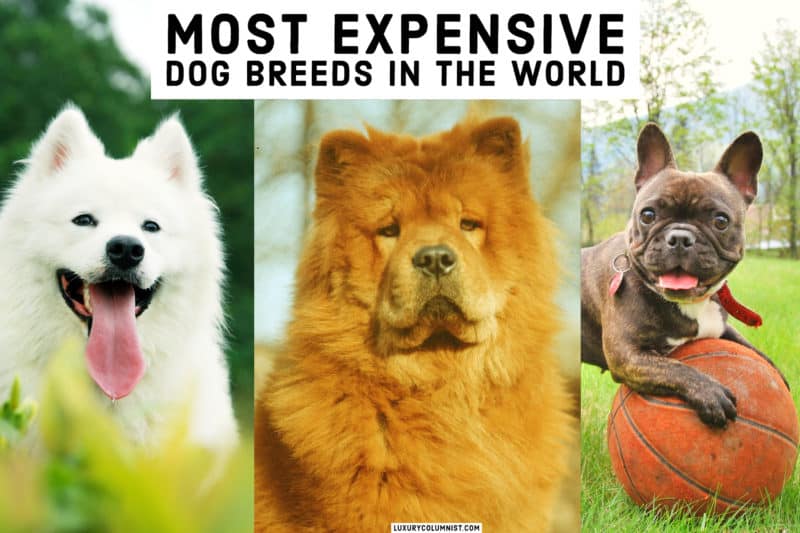 Beyond Budget: The Most Expensive Dogs of 2024